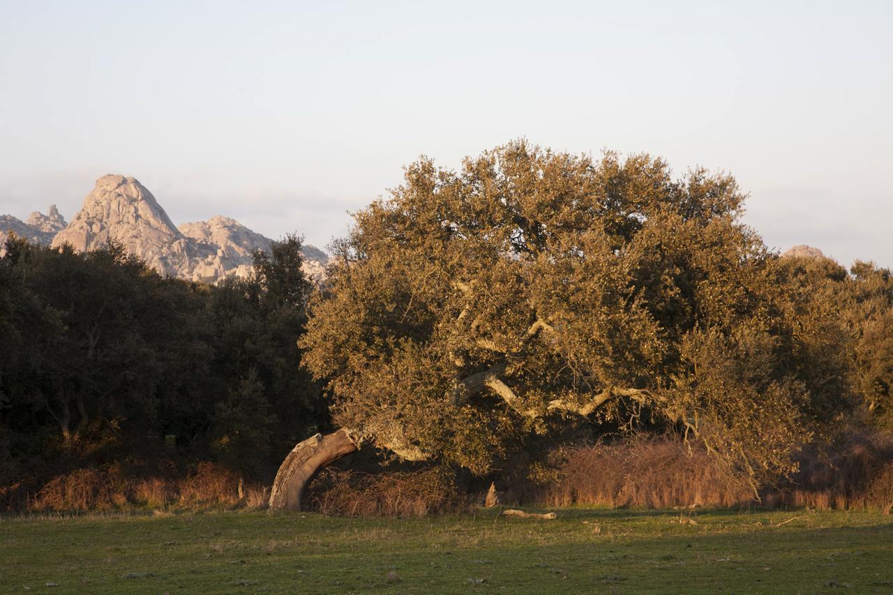 Locanda Li Manni Aggius Luaran gambar